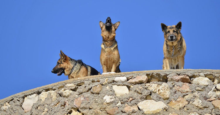 how to make a german shepherd howl