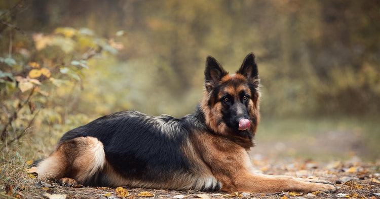 do german shepherds have black tongues