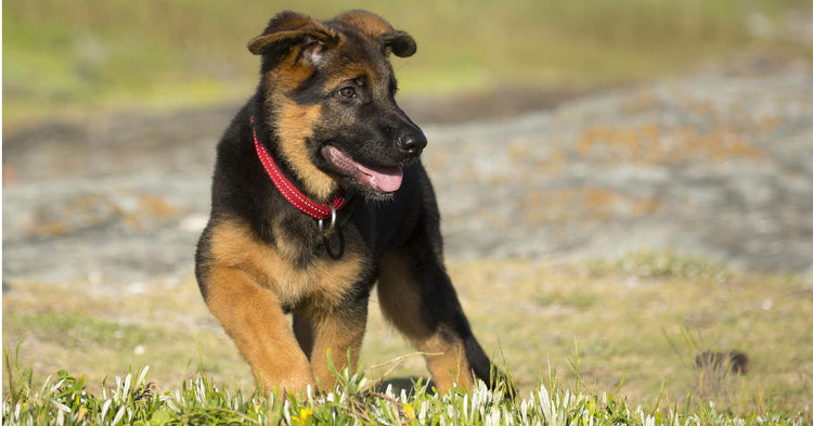 what can 8 week old puppies chew on