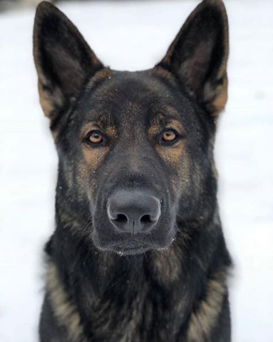 25 Majestic Photos Showcasing the Beauty of German Shepherds – German ...