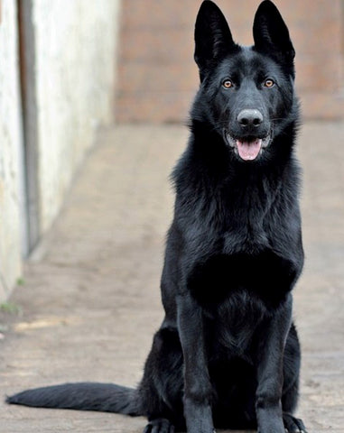 Everything You Need To Know About The Black German Shepherd – German ...