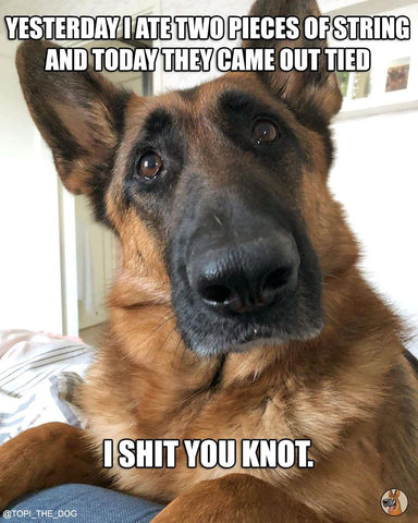 19 Goofy Memes Of German Shepherd Dogs That Will Make You Laugh All Da ...