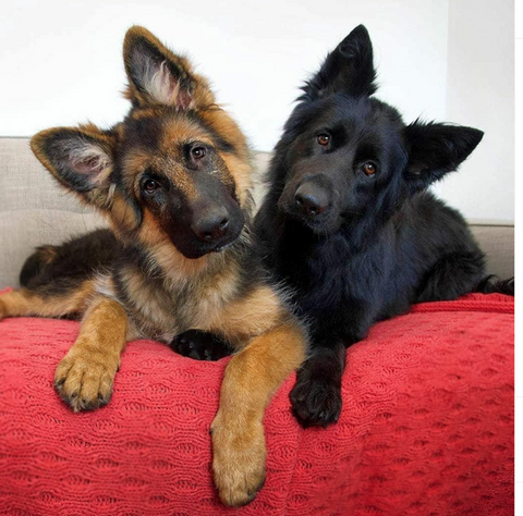 21 Of The Cutest German Shepherd Puppies, Ever – German Shepherd Shop