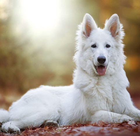 19 Adorable Photos of White German Shepherds to Brighten Your Day ...