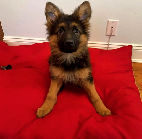 cutest german shepherd puppies