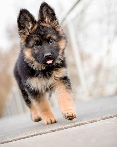21 Of The Cutest German Shepherd Puppies, Ever – German Shepherd Shop