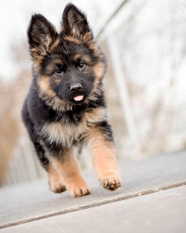 cutest german shepherd puppies