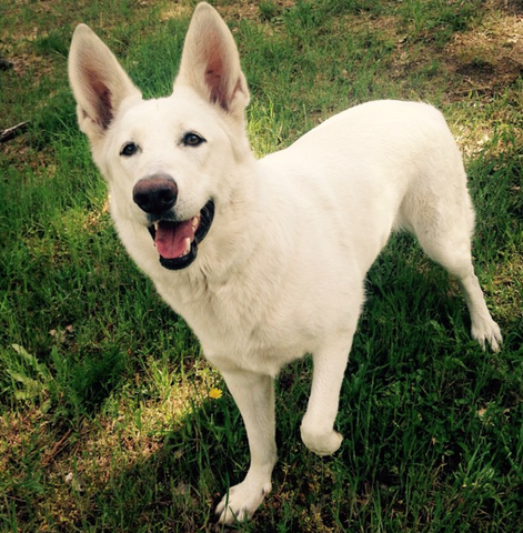 19 Adorable Photos of White German Shepherds to Brighten Your Day ...