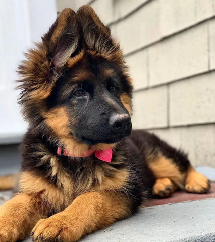 cutest german shepherd puppies