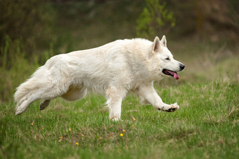 Everything You Need To Know About The White German Shepherd – German ...