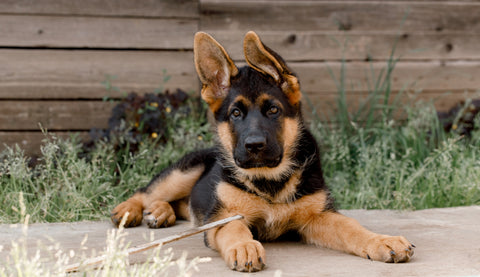 Help! My Puppy Bites Me - Essential Tips and Advice – German Shepherd Shop