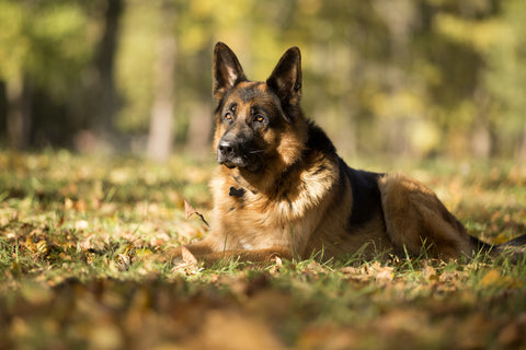 Navigating Rehoming: What to Do If You Must Part with Your Dog – German ...