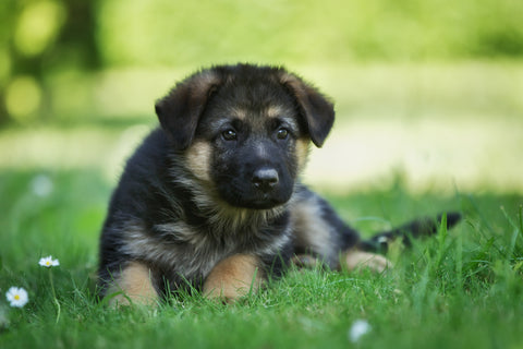 What I Wish I Knew Before Getting a German Shepherd - Insights & Tips ...