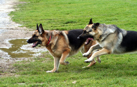 Importance Of Regular Exercise For Your Dog's Well-being – German ...
