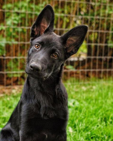 17 Adorable Photos Of German Shepherds Showing Off Their 