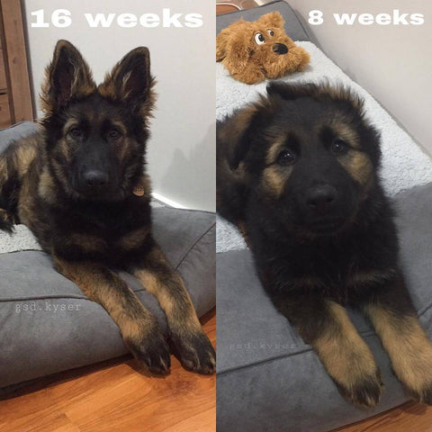 11 week old german shepherd