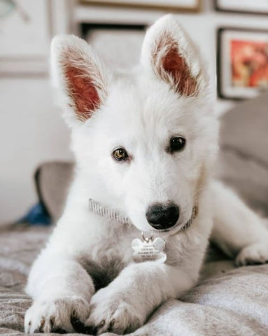 15 Of The Most Adorable White German Shepherd Puppies Ever – German ...