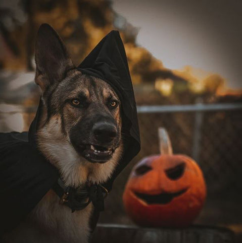 25 Of The Best German Shepherd Halloween Costumes Of 2020 – German ...