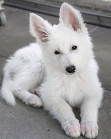 15 Of The Most Adorable White German Shepherd Puppies Ever – German ...