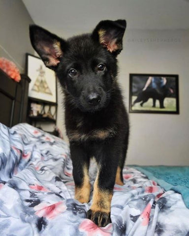 20 Baby German Shepherd For Your Viewing Pleasure – German Shepherd Shop