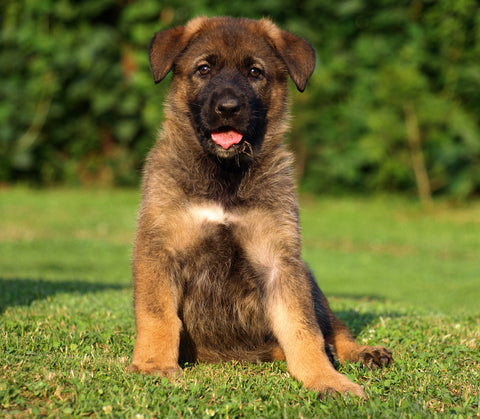 different types of german shepherd puppies