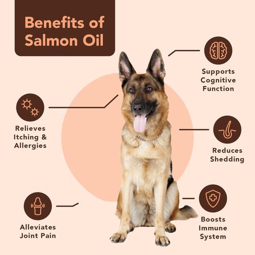 can you give puppies salmon oil