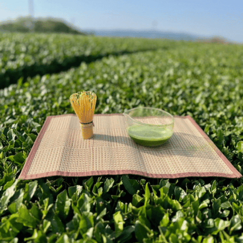 Matcha Green Tea in Japan Tea fields