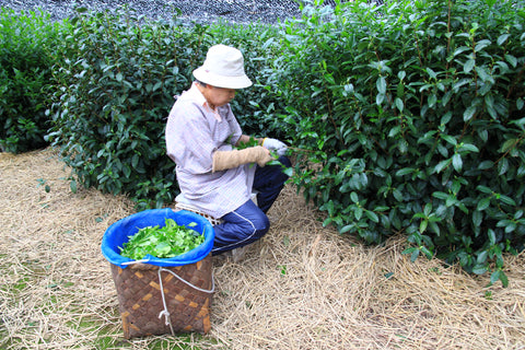 matcha yu tea matcha yu tea