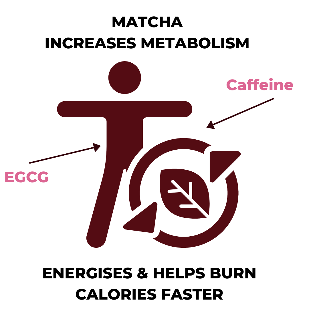Matcha helps with weight loss increases metabolism graphic