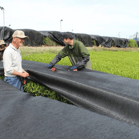 Tea Farmers applying shade cloth to Green Tea Plants