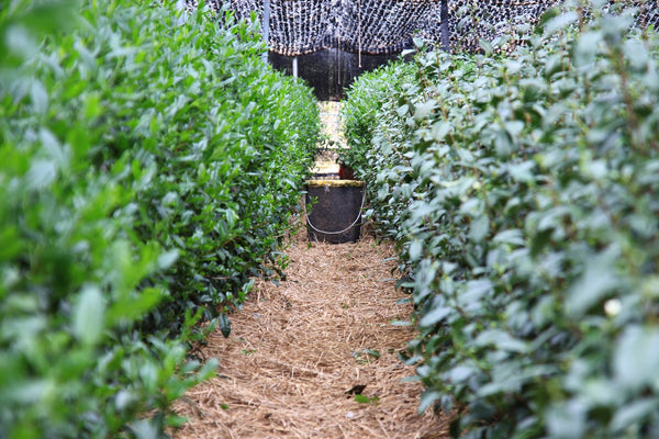 Uji Tea field Matcha Organic Green Tea