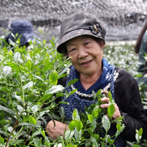 TEA PICKER