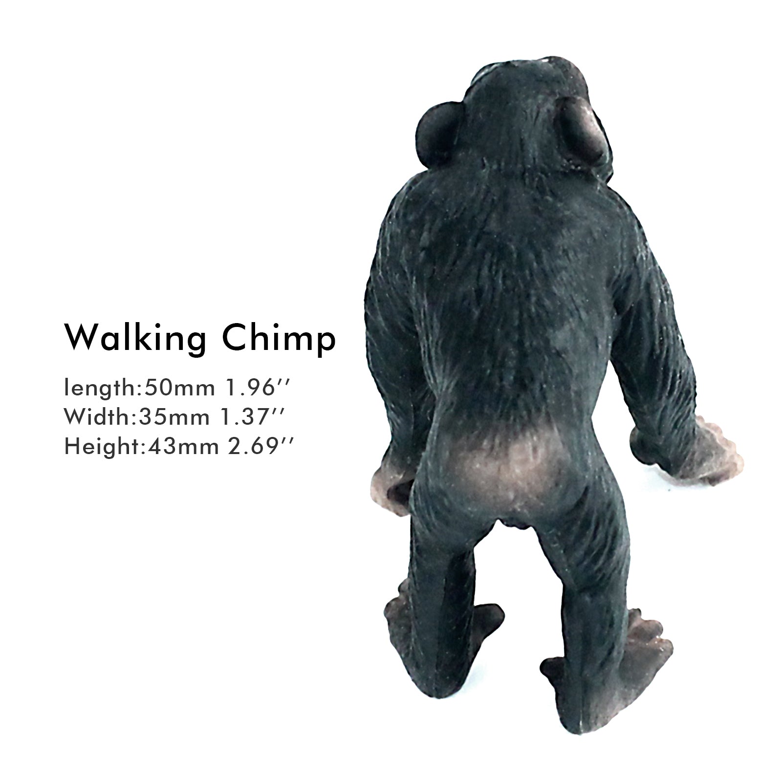 chimpanzee height