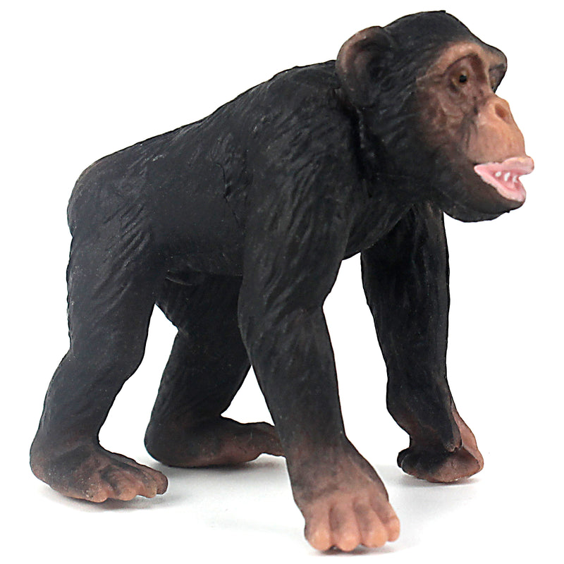 chimpanzee height