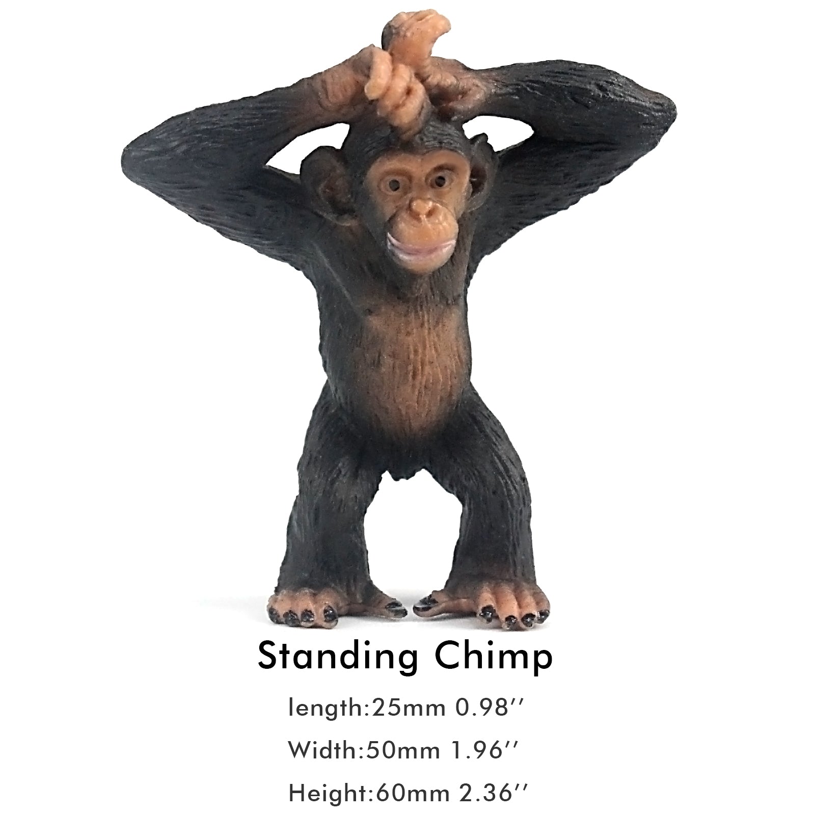 grown chimpanzee height