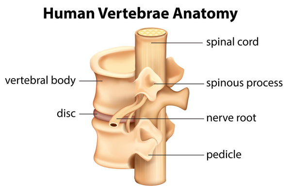 what is lumbar radiculopathy