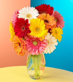 Gerbera Daisy Bouquet – O'Connor Florist