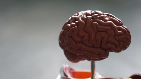 Brain Anatomy Display Model