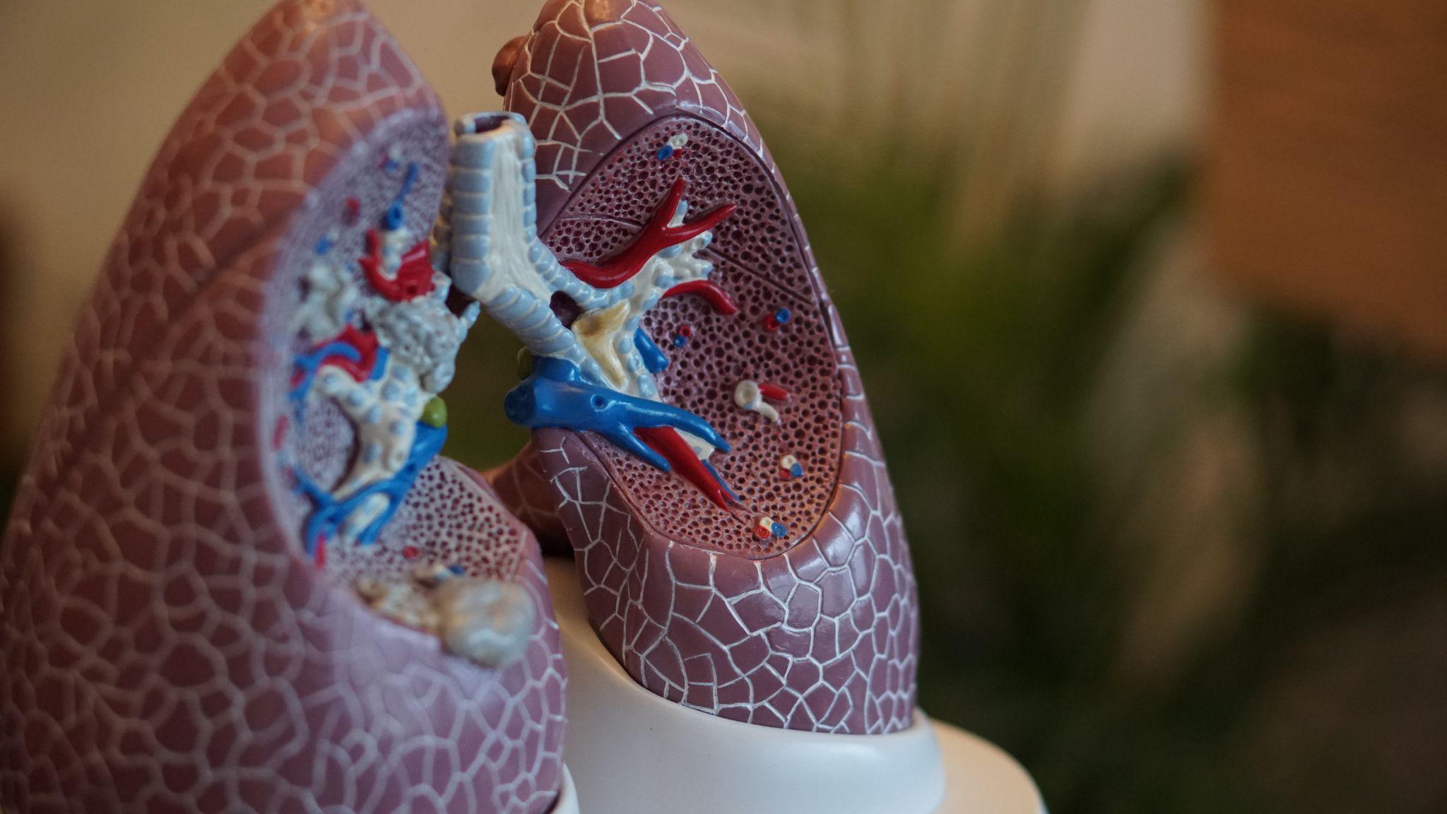 Lungs model for display