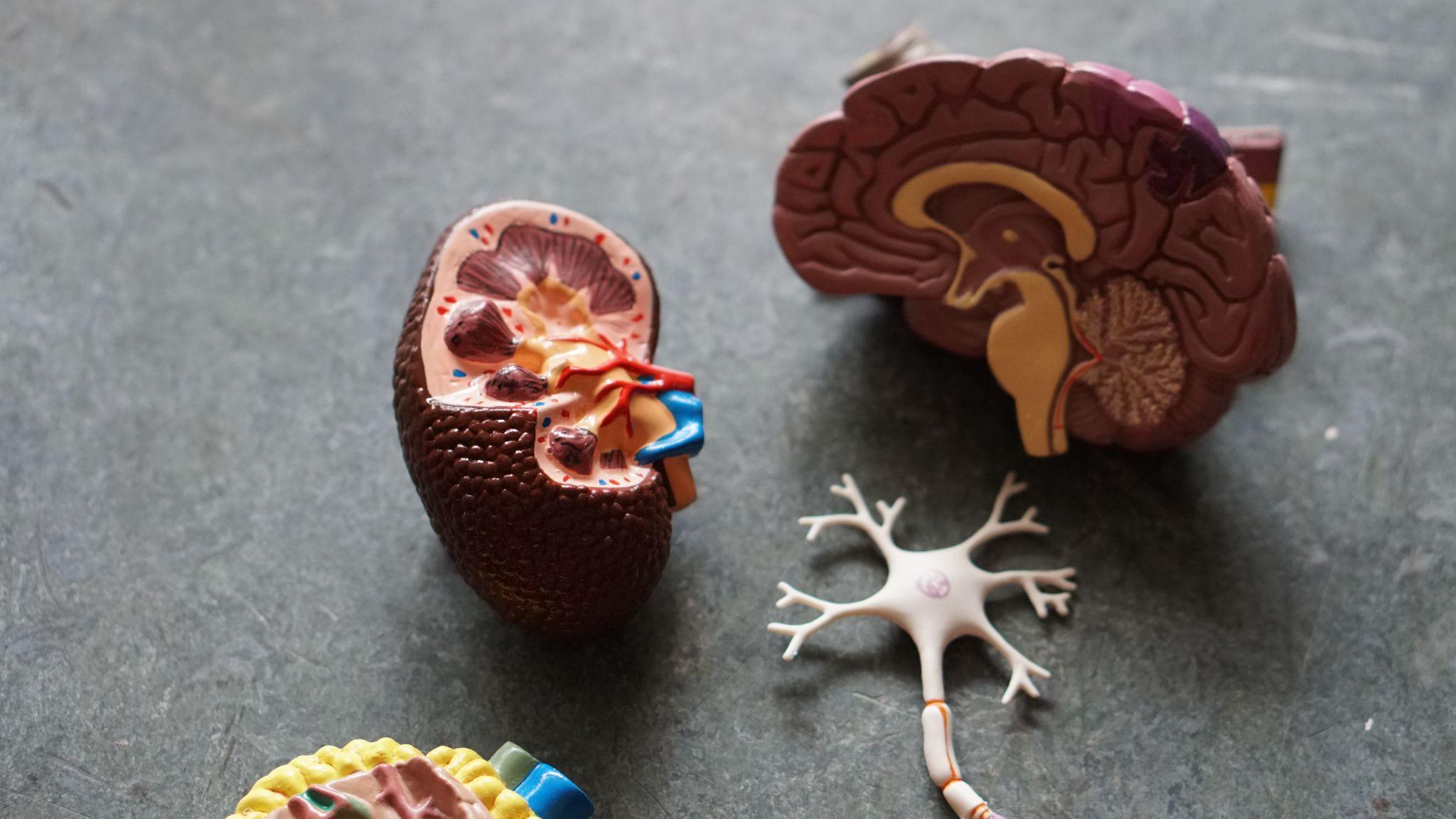 Kidneys anatomy model for display