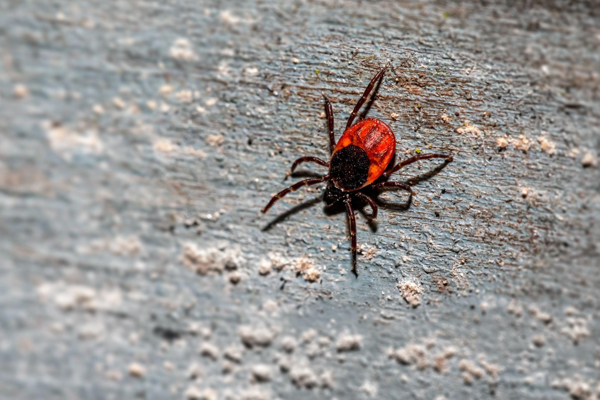 Spider on top of wood.