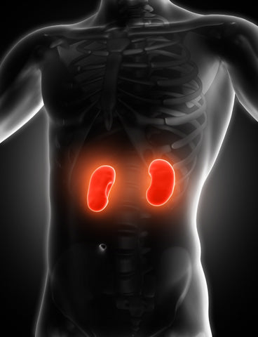 Kidneys in human body.