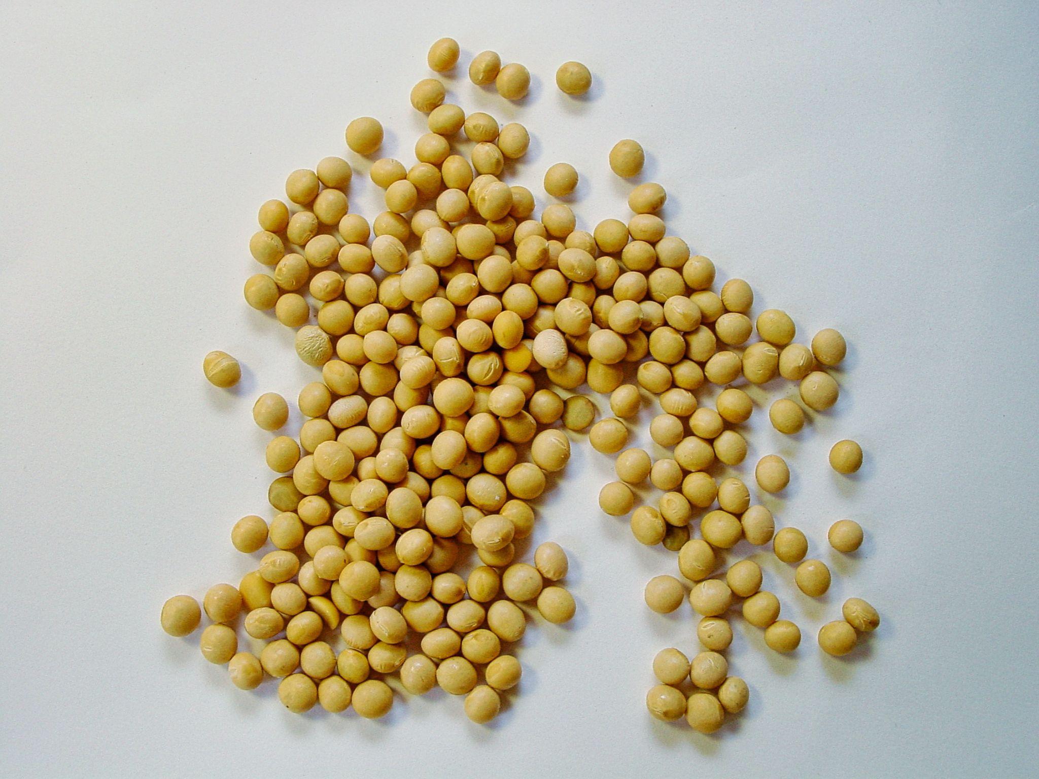 Soy beans