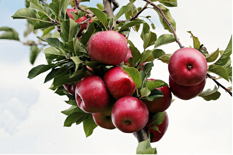Apples in apple tree