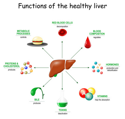 Functions of the healthy liver