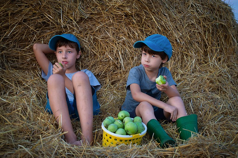 Two boys sitting on straw eating apples