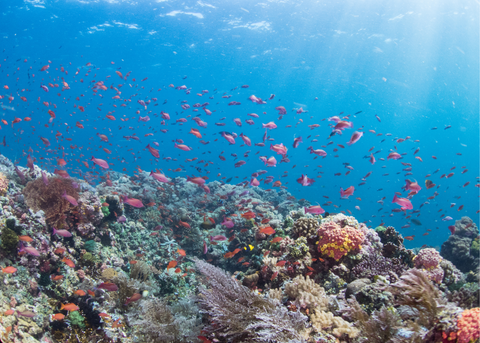 Fishes and corals under the sea