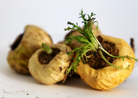 Fresh maca root for vitality and fertility.
