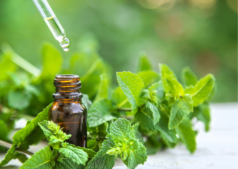 Fresh peppermint and peppermint essential oil.