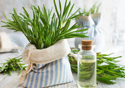 Fresh rosemary and rosemary essential oil.